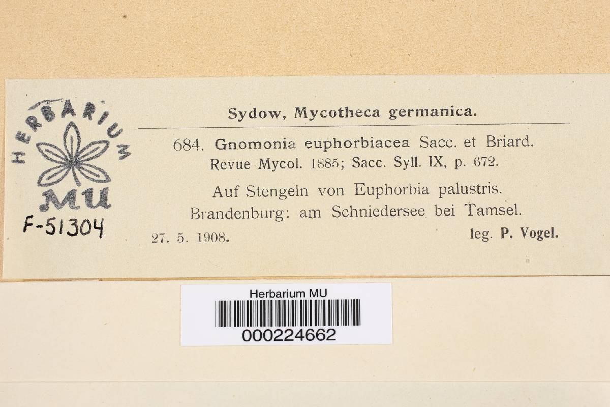 Gnomonia euphorbiacea image