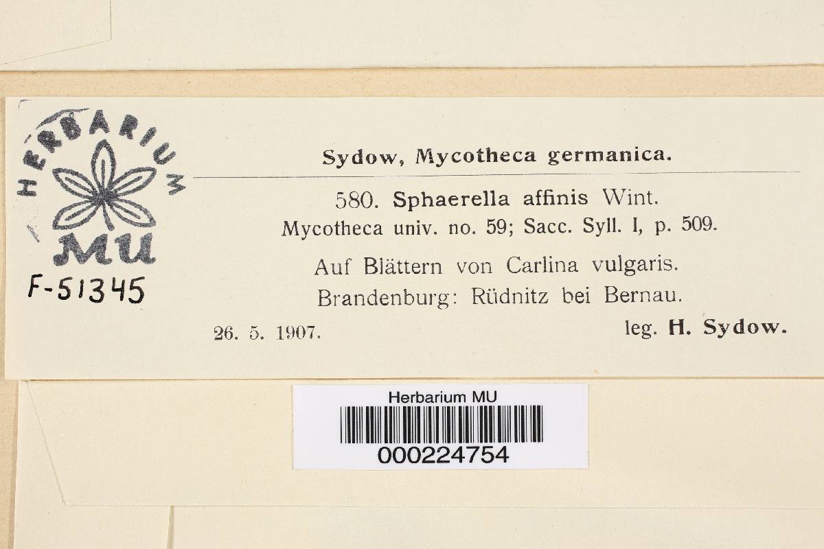 Mycosphaerella affinis image