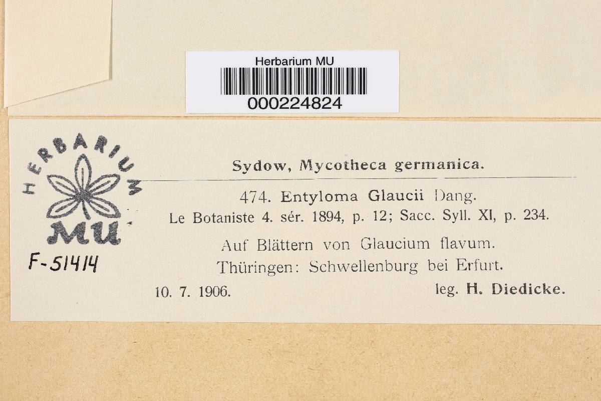 Entyloma glaucii image