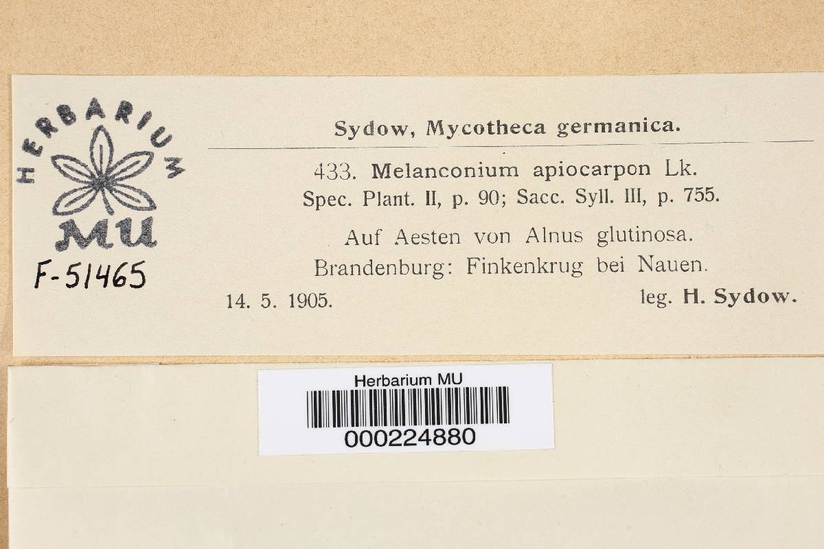 Melanconium apiocarpum image