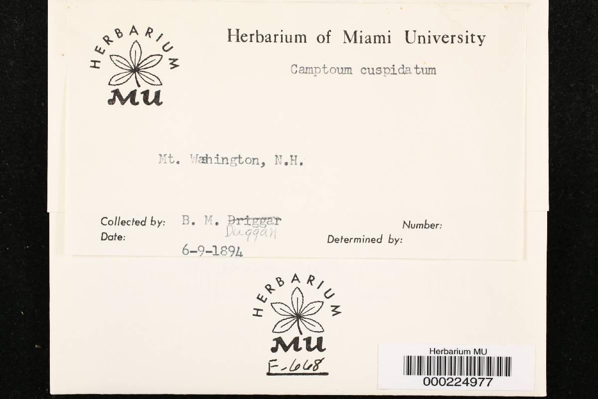Arthrinium cuspidatum image