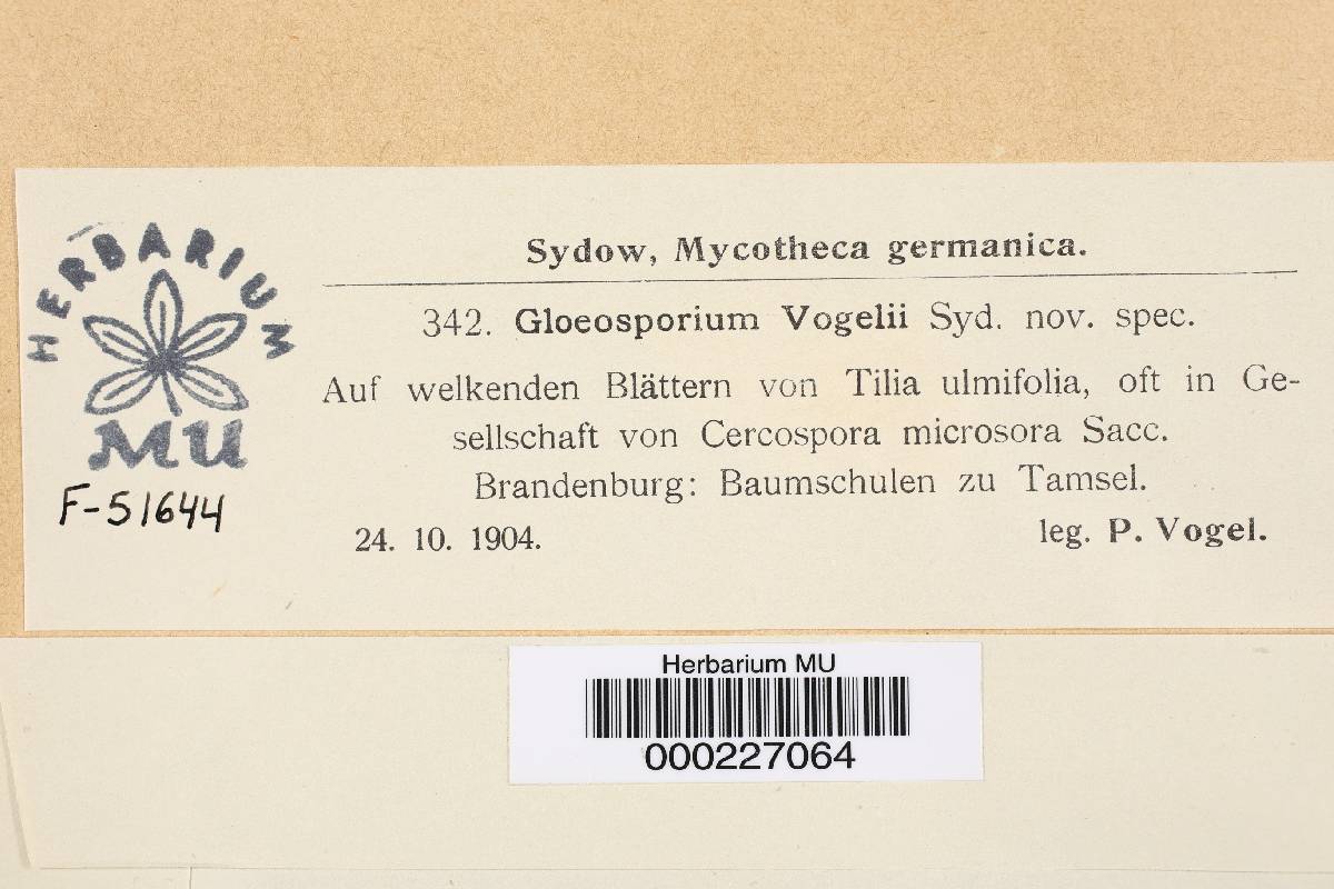 Gloeosporium vogelii image