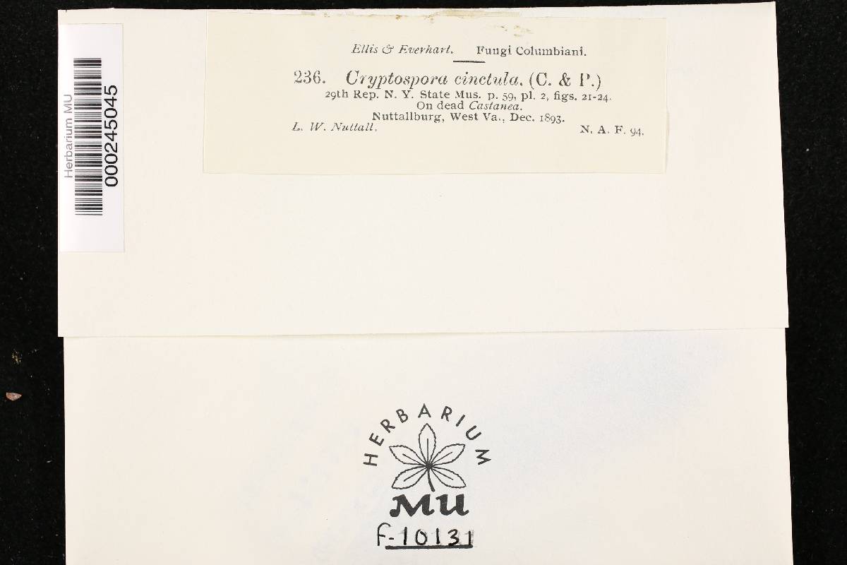 Winterella cinctula image