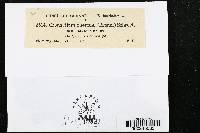 Cronartium quercuum image