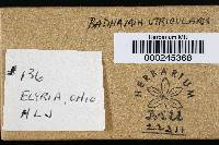 Badhamia utricularis image