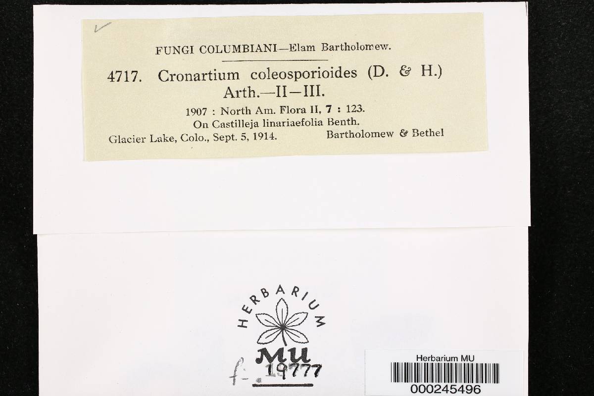 Cronartium coleosporioides image