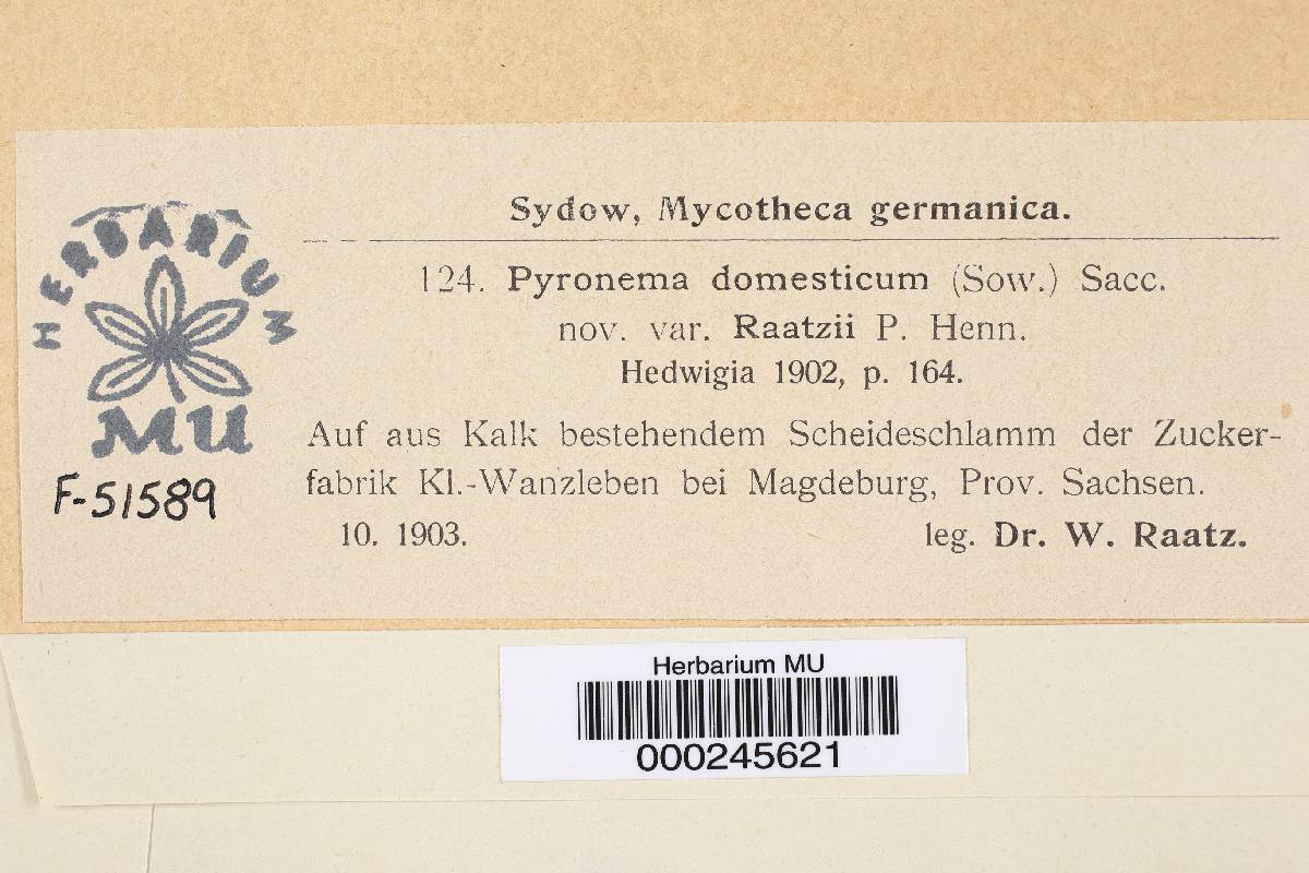 Pyronema domesticum var. raatzii image
