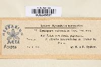 Cytospora spinescens image