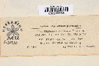 Rhytisma acerinum image