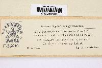 Colletotrichum dematium image