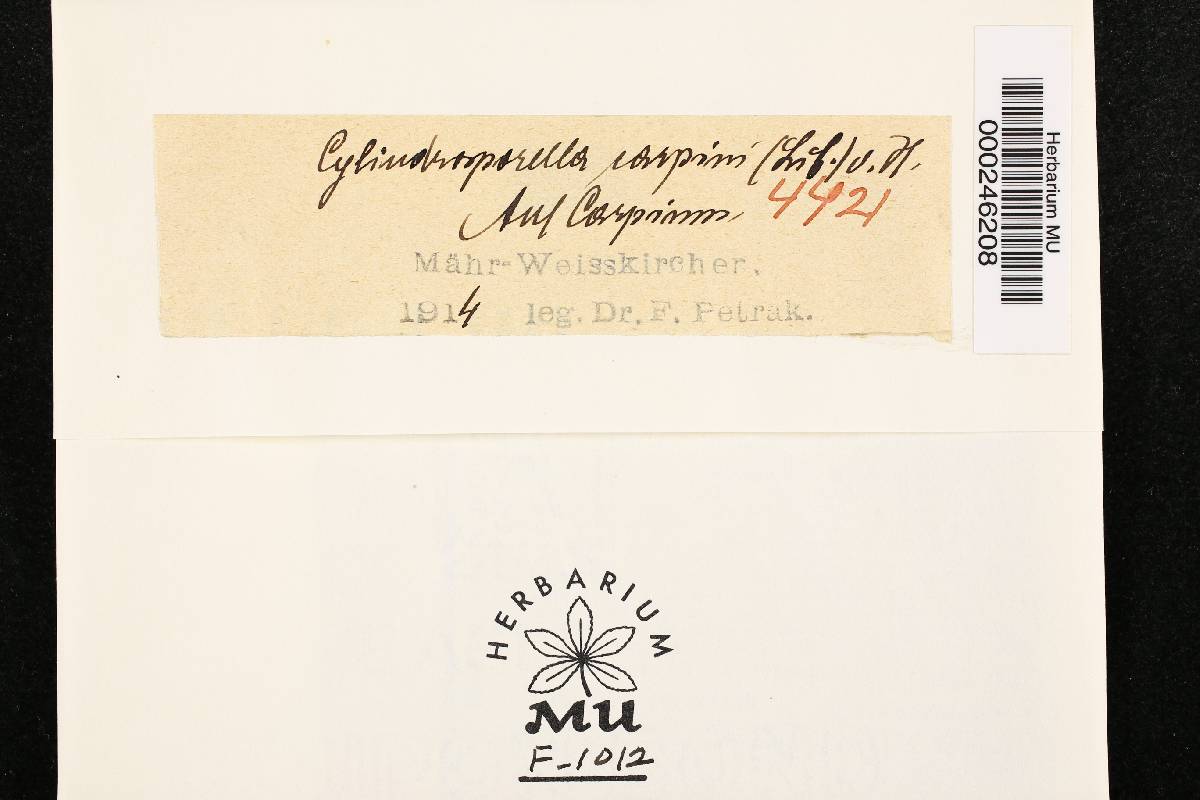 Gnomonia fimbriata image