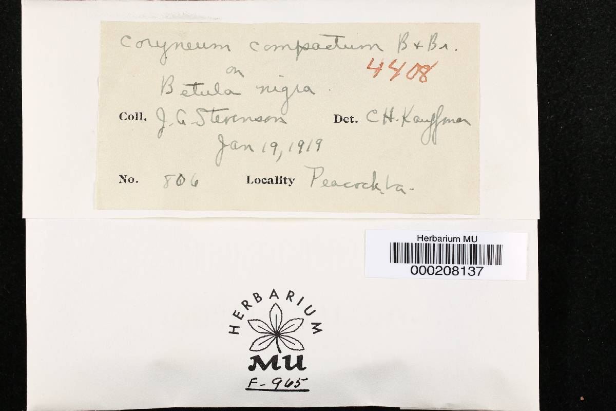 Coryneum image