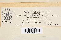 Typhula phacorrhiza image