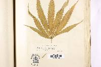 Septoria cannabis image