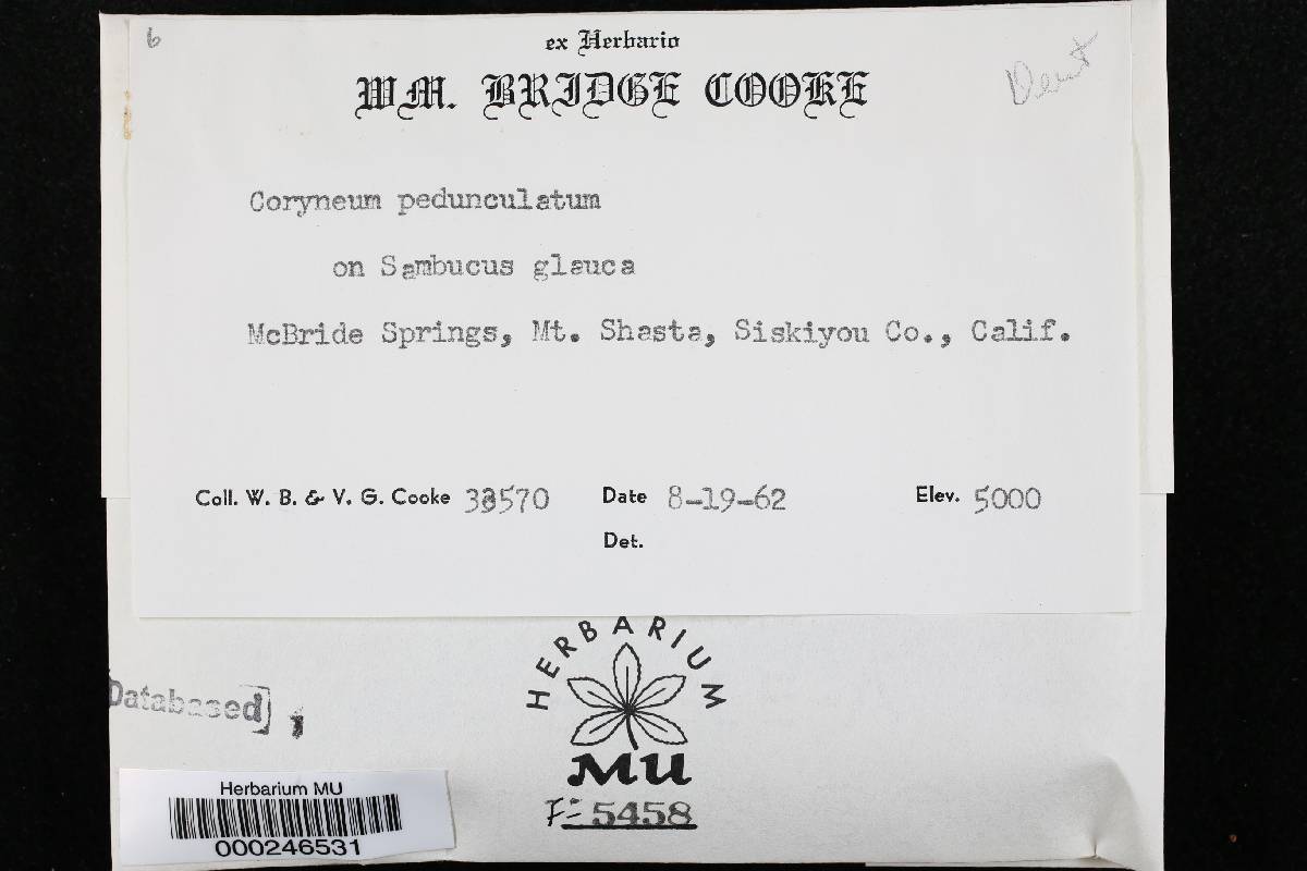 Coryneum pedunculatum image
