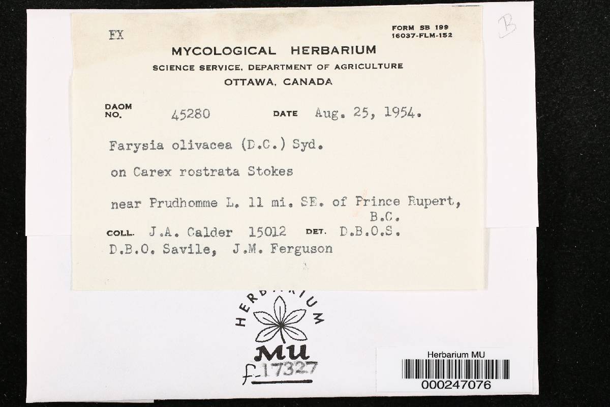 Farysia olivacea image