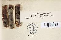 Hypoxylon fuscum image