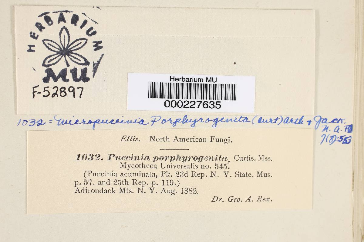 Micropuccinia porphyrogenita image