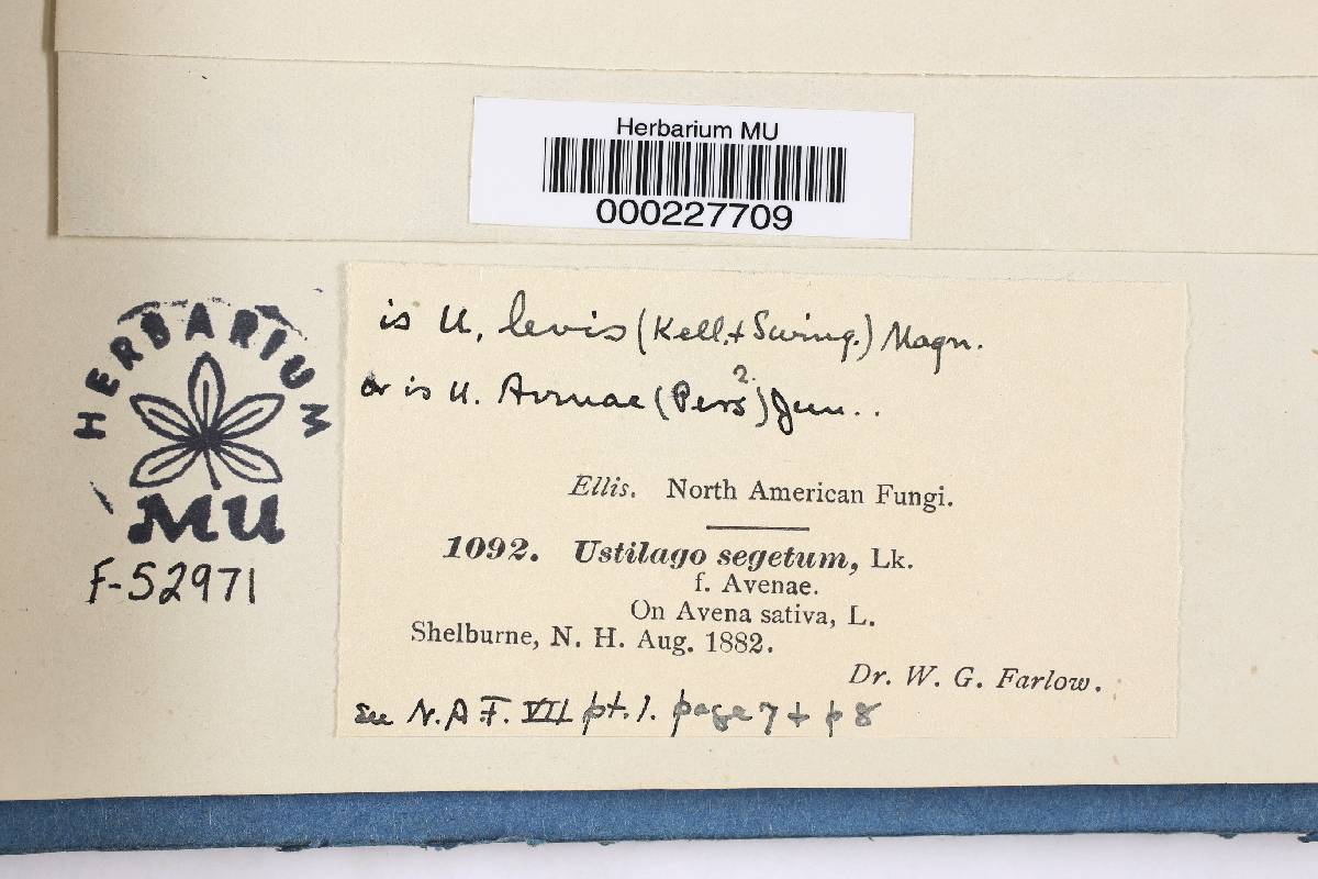 Ustilago segetum image
