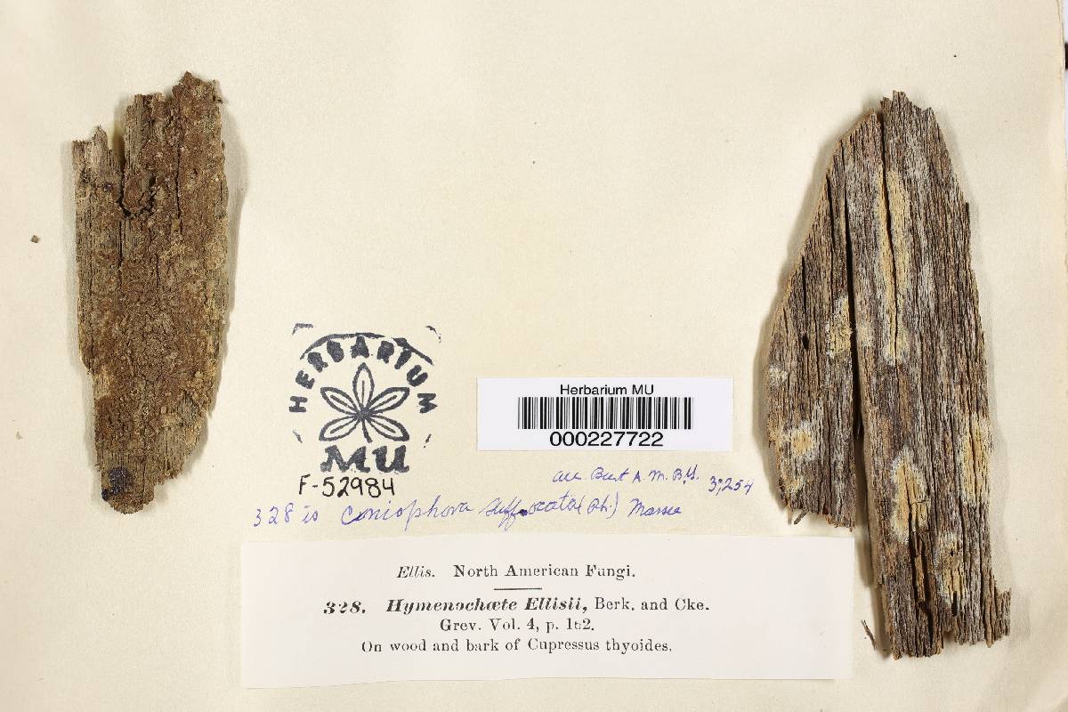 Coniophora arida image