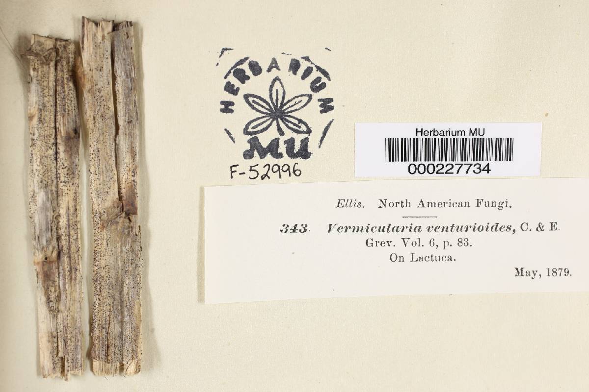 Vermicularia venturioidea image