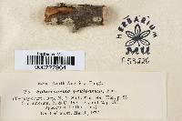 Sphaeronaema pruinosum image