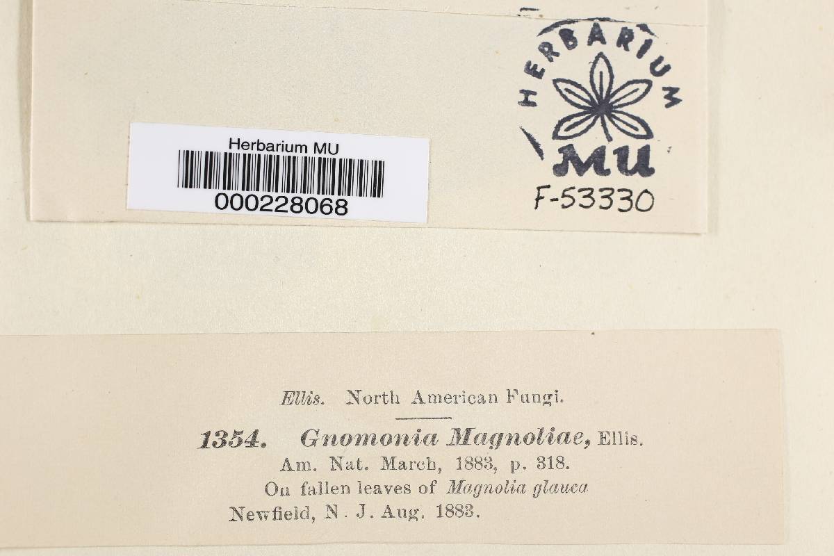 Gnomonia magnoliae image