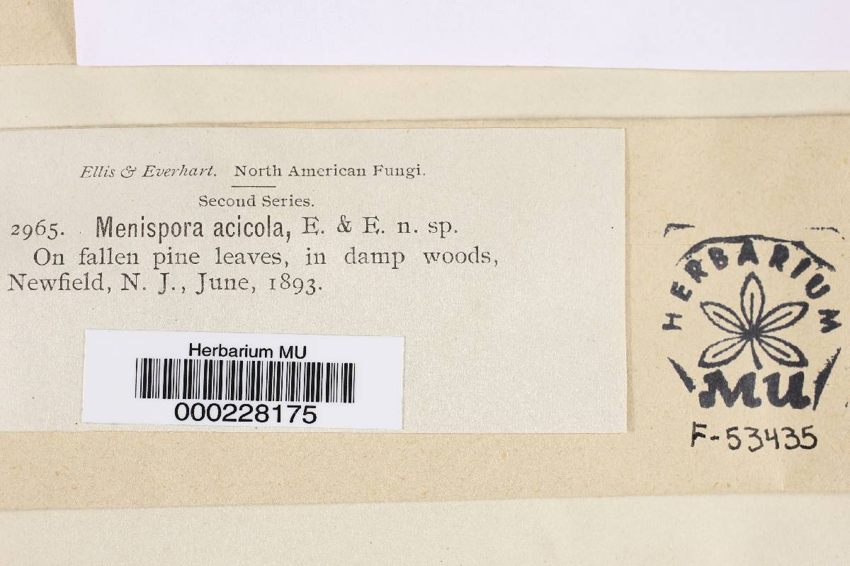 Menispora acicola image