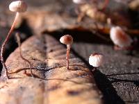 Marasmius quercophilus image