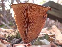 Paxillus involutus image