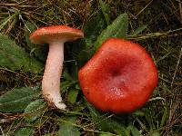 Russula sanguinaria image