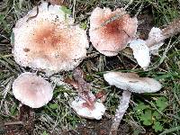 Lepiota subincarnata image