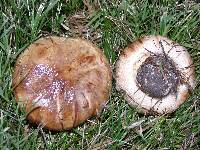 Paxillus involutus image