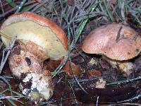 Suillus caerulescens image