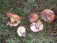 Suillus luteus image