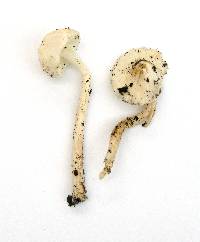 Lepiota sequoiarum image