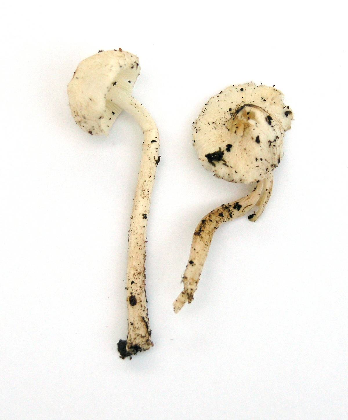 Lepiota sequoiarum image