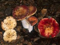 Russula maculata image