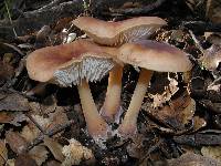 Rhodocollybia butyracea image