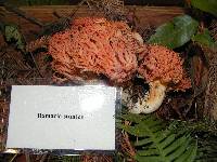 Ramaria stuntzii image