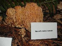 Ramaria gelatiniaurantia image