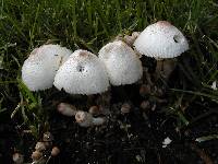 Leucocoprinus cepistipes image