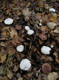Hygrophorus eburneus image