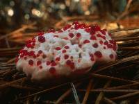 Hydnellum peckii image