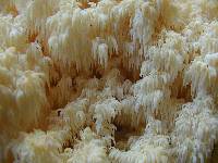 Hericium abietis image