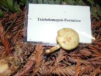 Tricholomopsis flavissima image