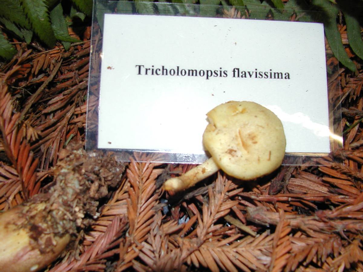 Tricholomopsis flavissima image