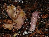 Gomphus clavatus image