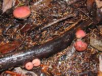 Gomphidius subroseus image