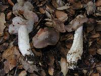 Entoloma ferruginans image